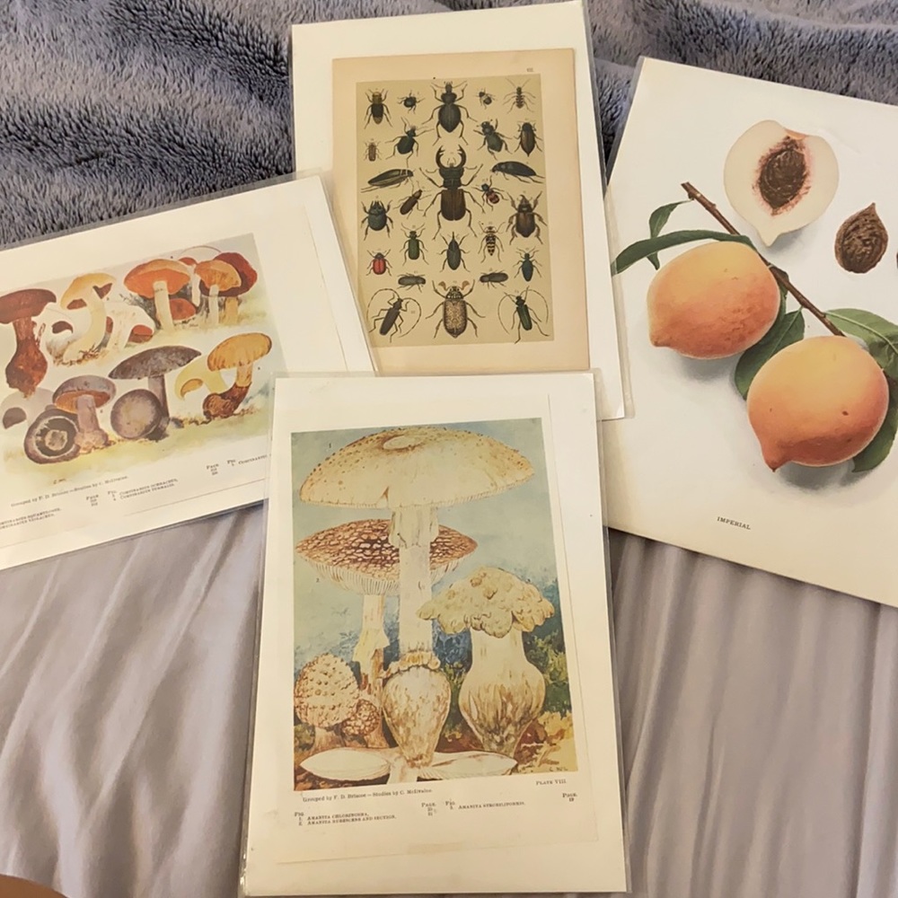 Botanical prints | set of 4